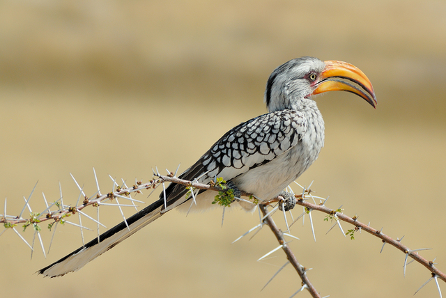 Southern Yellow-billed Hornbill_web